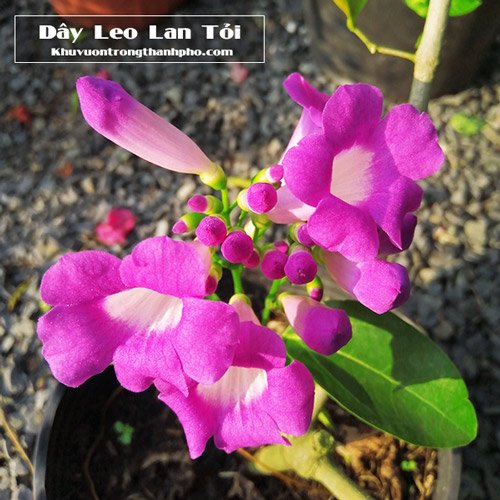 Cây Lan Tỏi