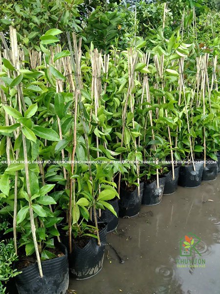 Cây Lan Tỏi 2