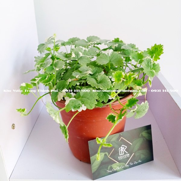 Cây Tích Tuyết Thảo Cẩm Thạch