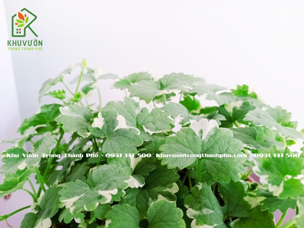 Cây Tích Tuyết Thảo Cẩm Thạch 2