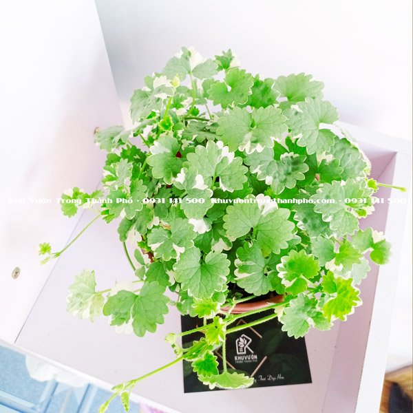 Cây Tích Tuyết Thảo Cẩm Thạch 3