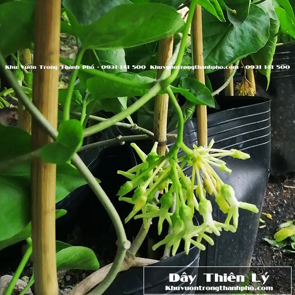 Cây Hoa Thiên Lý 3