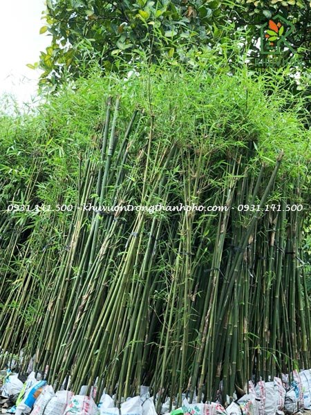 Cây Trúc Cần Câu