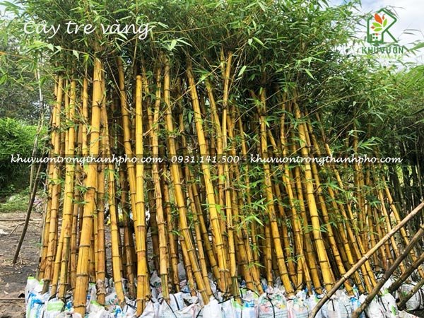 Cây Tre Vàng