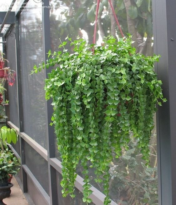 Lan Tim Chậu Gáo Dừa Treo 3