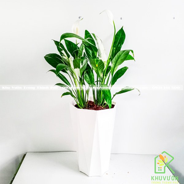 Cây Lan Ý Cẩm Thạch 3