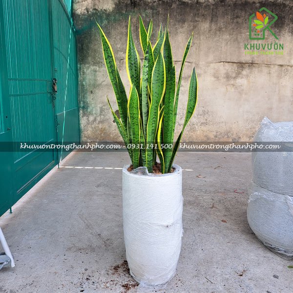 Chậu Cây Lưỡi Hổ CCLH02