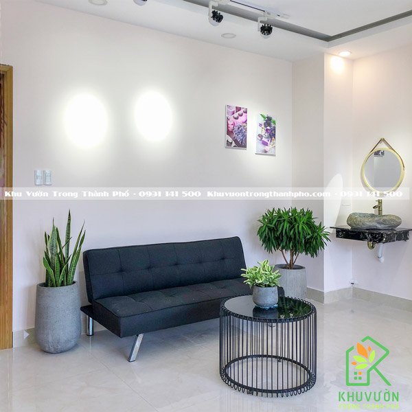 Chậu Cây Lưỡi Hổ CCLH02 3