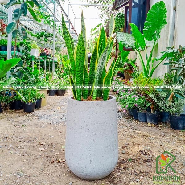 Chậu Cây Lưỡi Hổ CCLH02 2