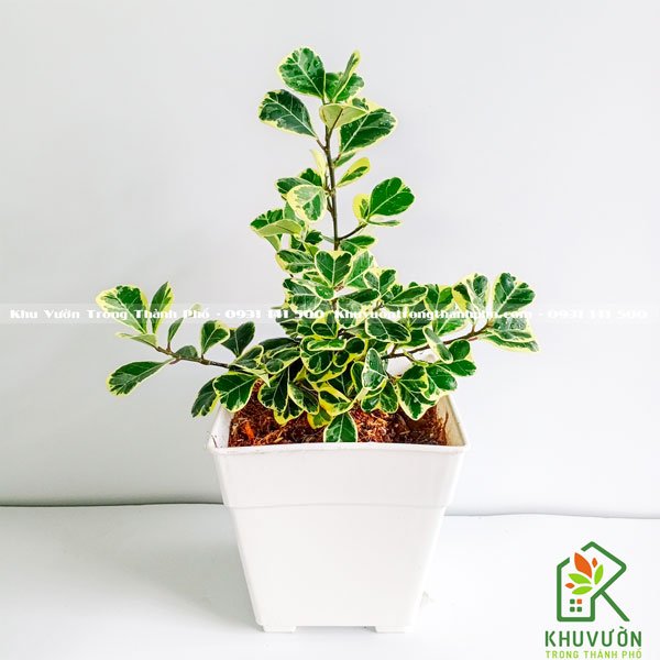 Chậu Nhựa Vuông 2 Tầng 2