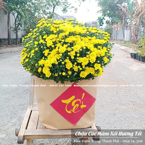 Chậu Hoa Cúc Mâm Xôi Trang Trí