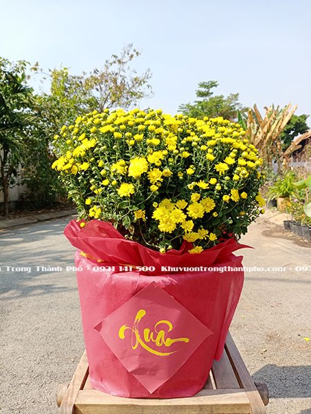 Cúc Mâm Xôi Phúc Lộc Thọ 3