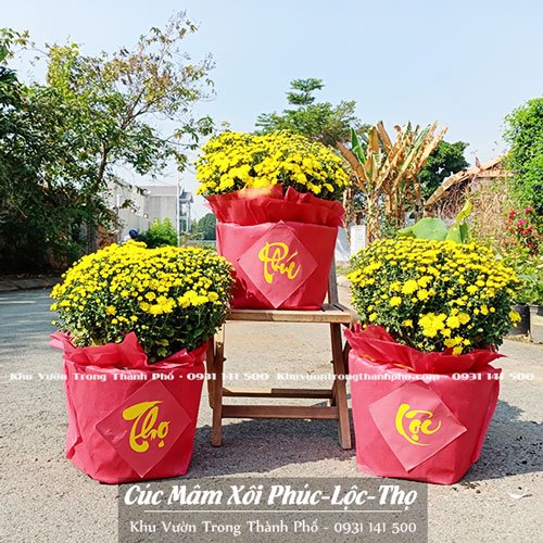 Cúc Mâm Xôi Phúc Lộc Thọ