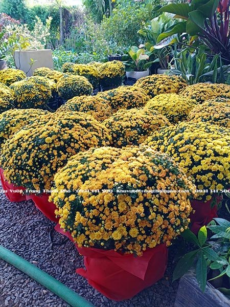 Hoa Cúc Mâm Xôi Chưng Tết 3