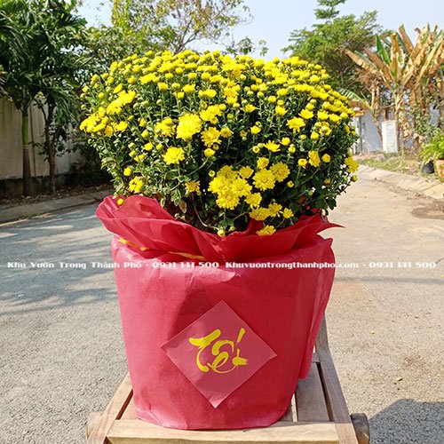Hoa Cúc Mâm Xôi Chưng Tết