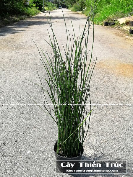 Chậu Cây Thiền Trúc 2