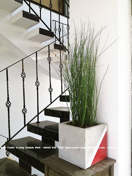 Cây Thiền Trúc 3