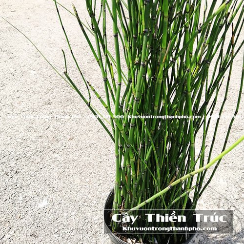 Cây Thiền Trúc