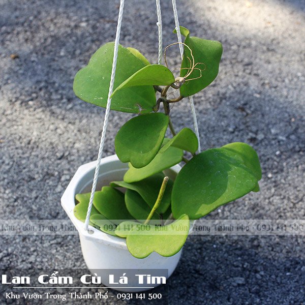 Cây Lan Cẩm Cù Lá Tim