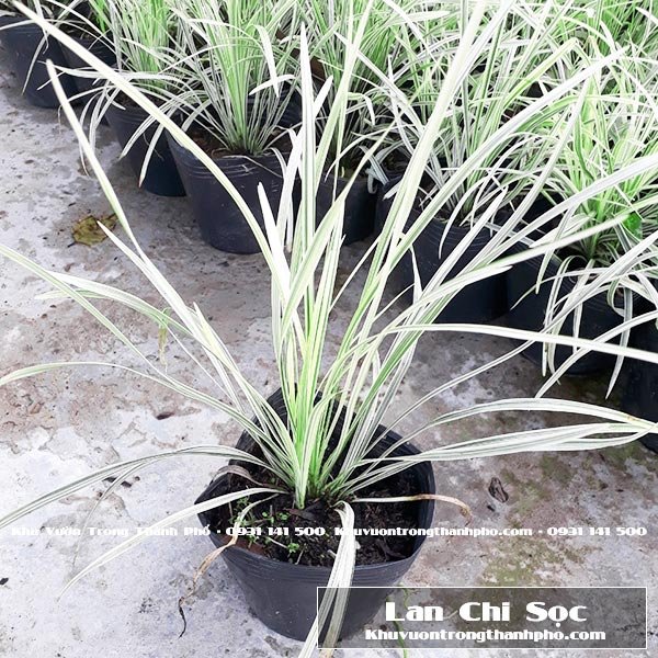 Cây Cao Cẳng Sọc