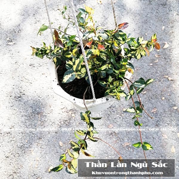 Cây Thằn Lằn Ngũ Sắc 2