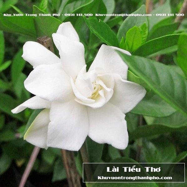 Cây Hoa Lài Tiểu Thư