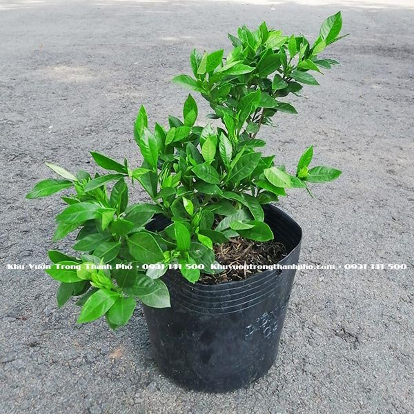 Cây Hoa Lài Tiểu Thư 2