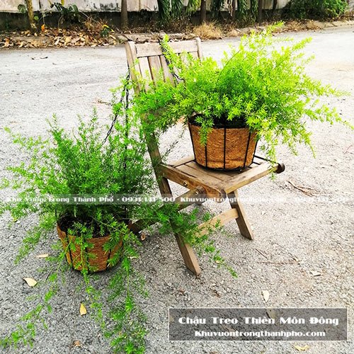 Chậu Treo Xơ Dừa Tròn 2T3 3