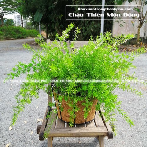 Chậu Treo Xơ Dừa Tròn 2T3 2