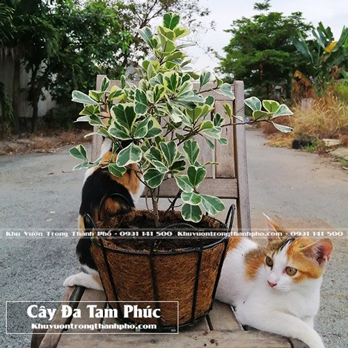 Chậu Treo Xơ Dừa Tròn 1T8 3