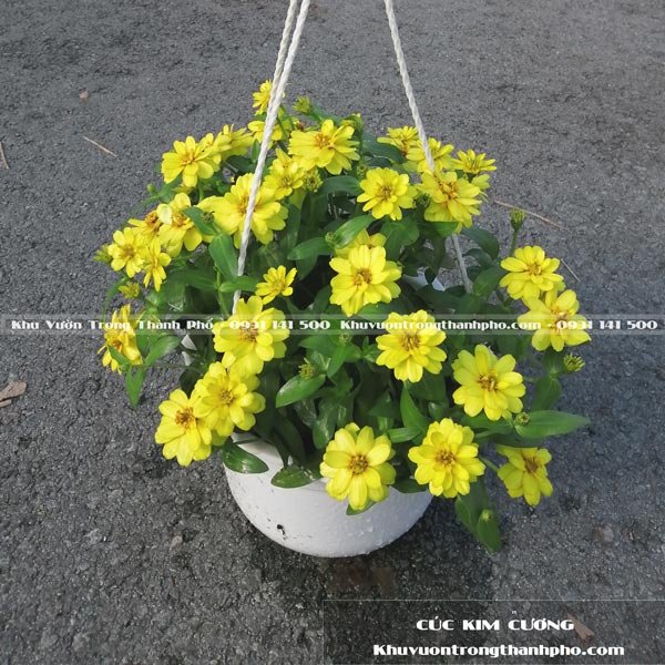 Hoa Cúc Kim Cương 3