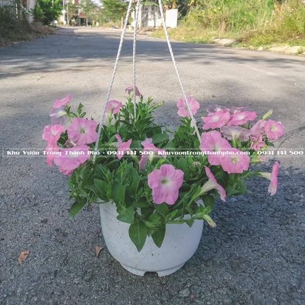 Hoa Dạ Yên Thảo Chậu Treo 3
