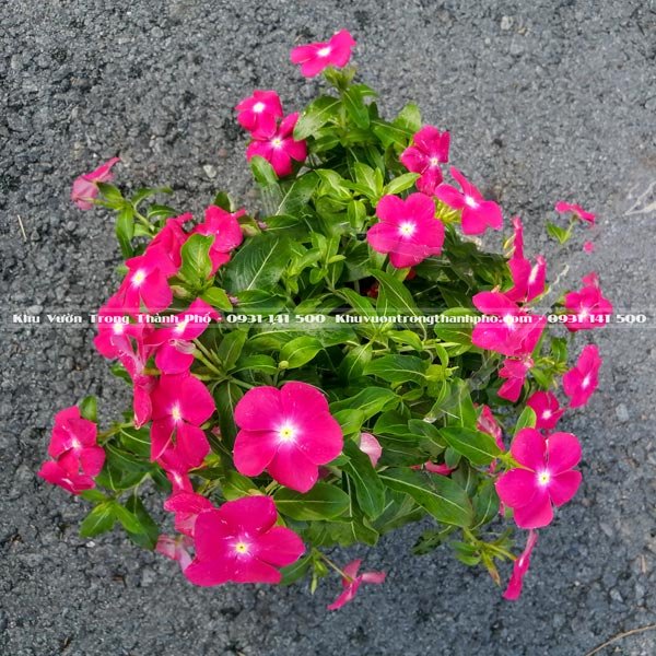 Hoa Dừa Cạn Rũ Chậu Treo 3