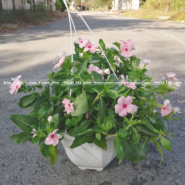 Hoa Dừa Cạn Rũ Chậu Treo