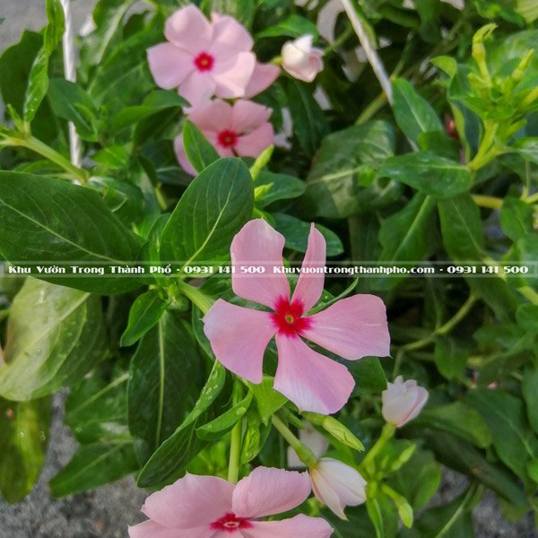Hoa Dừa Cạn Rũ Chậu Treo 2