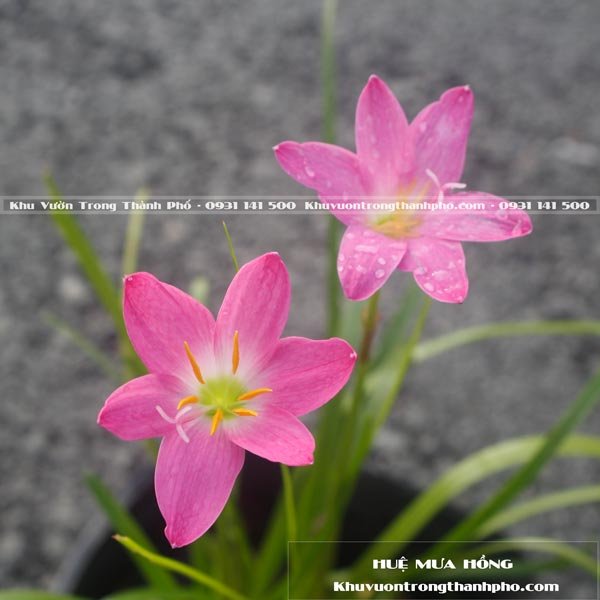Cây Hoa Tóc Tiên
