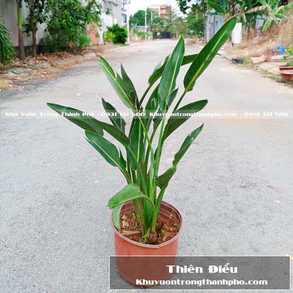 Cây Hoa Thiên Điểu 2