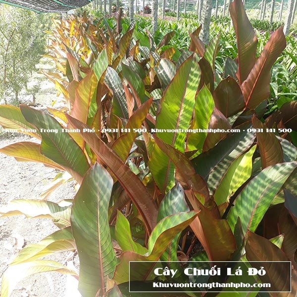 Cây Chuối Lá Đỏ