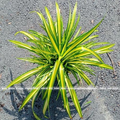 Cây Dứa Vạn Phát 2