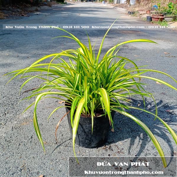 Cây Dứa Vạn Phát