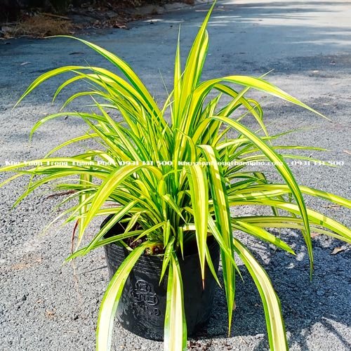 Cây Dứa Vạn Phát 3