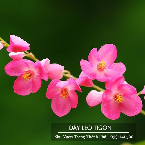 Dây leo tigon