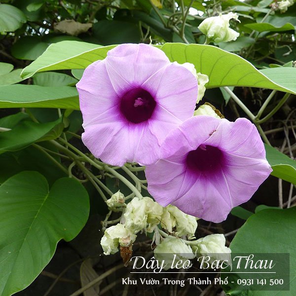 Cây bạc thau 3