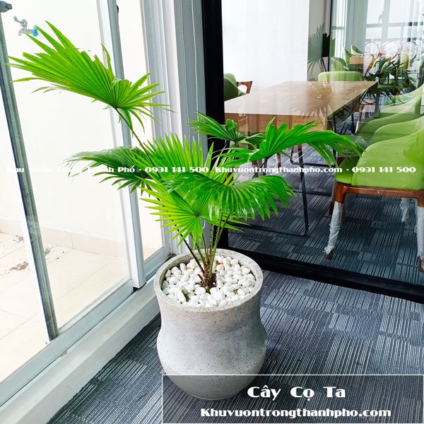 Cây Cọ Ta Lớn 2