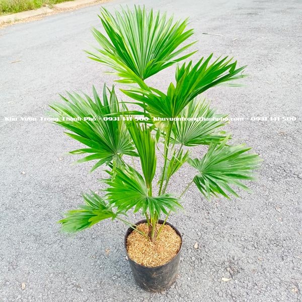 Cây Cọ Ta Lớn