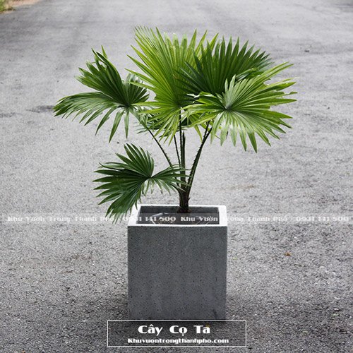 Cây Cọ Ta Lớn 3