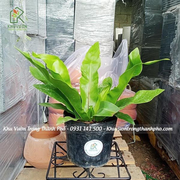 Cây Ráng Tổ Phụng 3