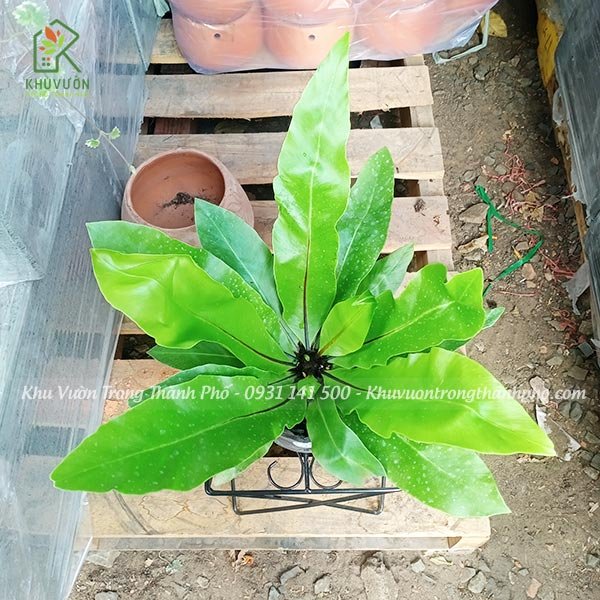 Cây Ráng Tổ Phụng 2