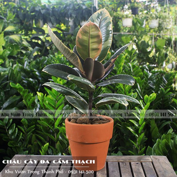 Chậu Cây Đa Cẩm Thạch