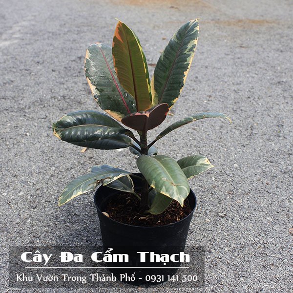 Chậu Cây Đa Cẩm Thạch 2